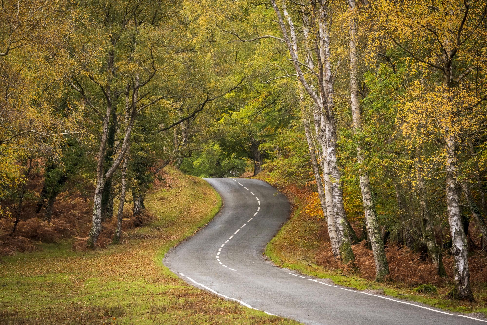 Autumnal New Forest - Mark Bauer Photography