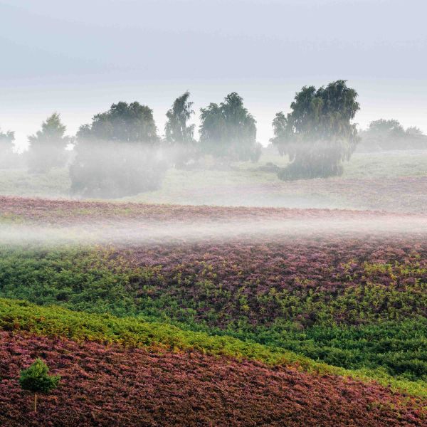 Finalist, Wildflower Landscapes