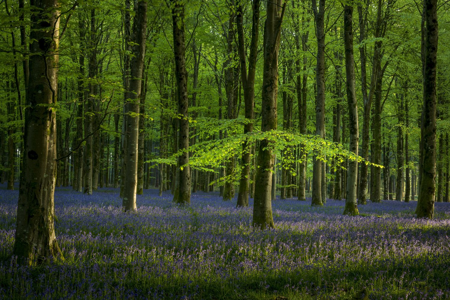 Early morning light, north Dorset Bluebells