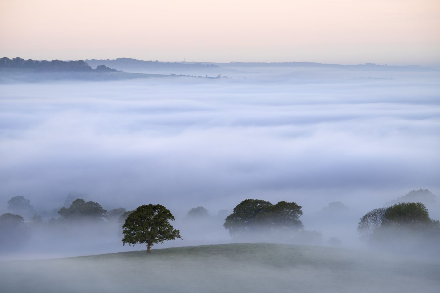 Trees in the fog, north Dorset