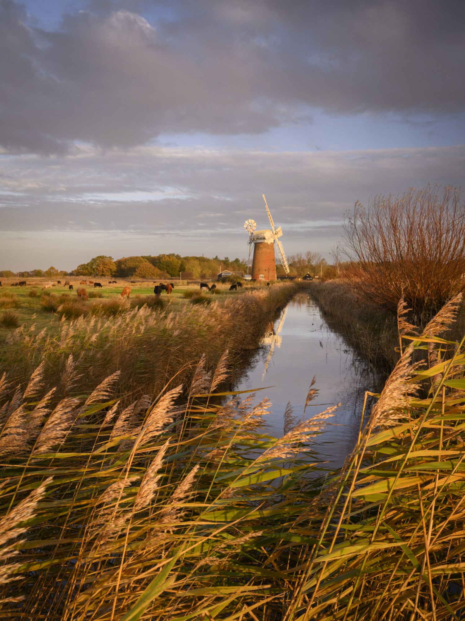 Golden light, Horsey Windpump, Norfolk