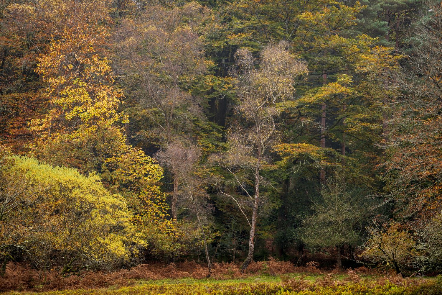 Shades of Autumn, Millyford, New Forest