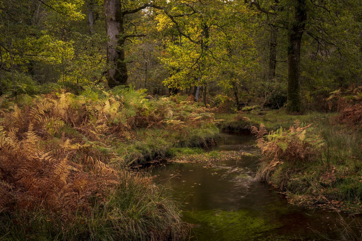 Autumn Colours, Rhinefield, New Forest