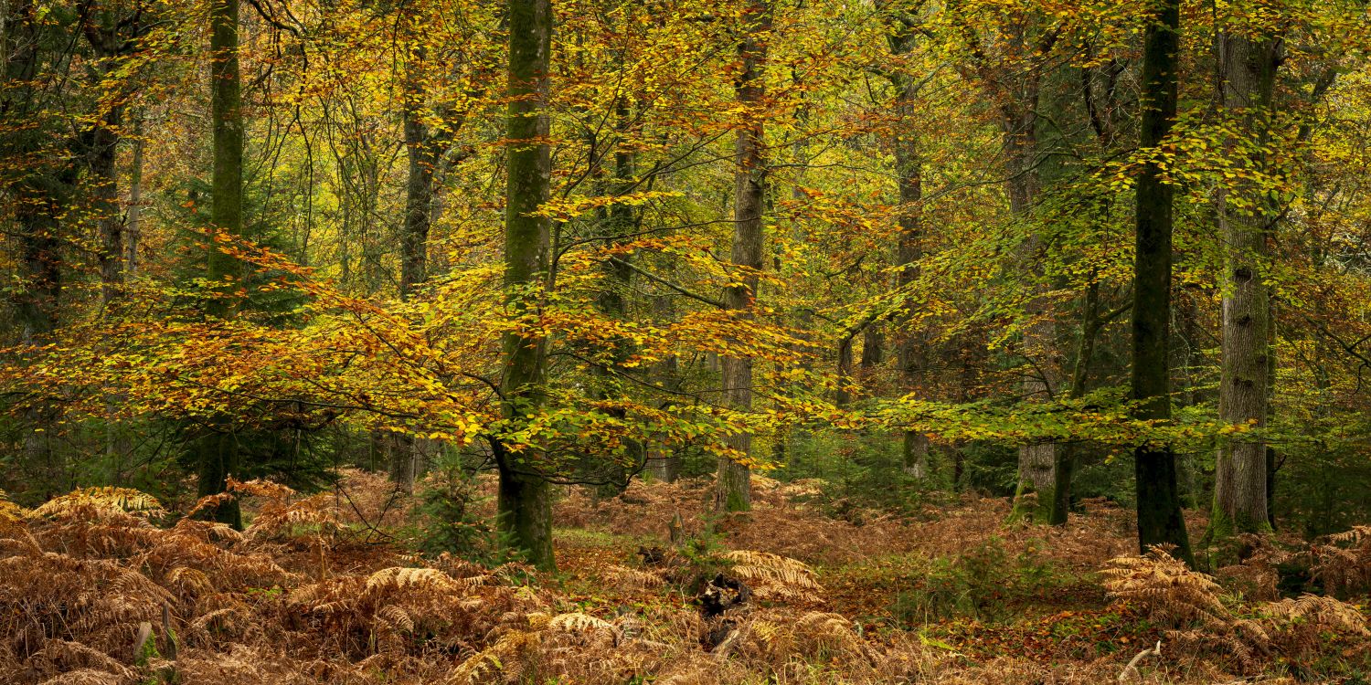 Golden Foliage, Rhinefield, New Forest