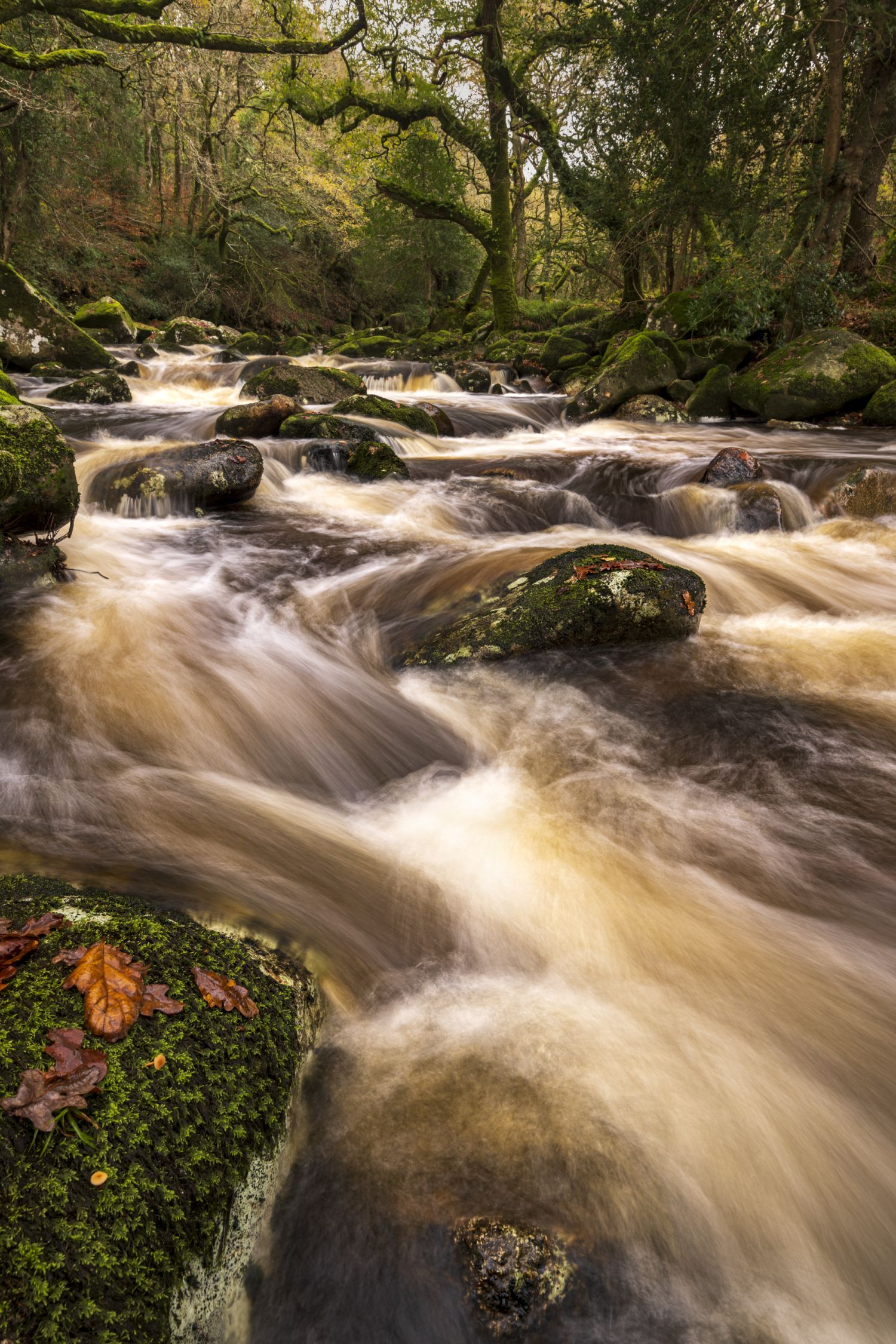 Cascading Water, Shaugh Prior, Dartmoor