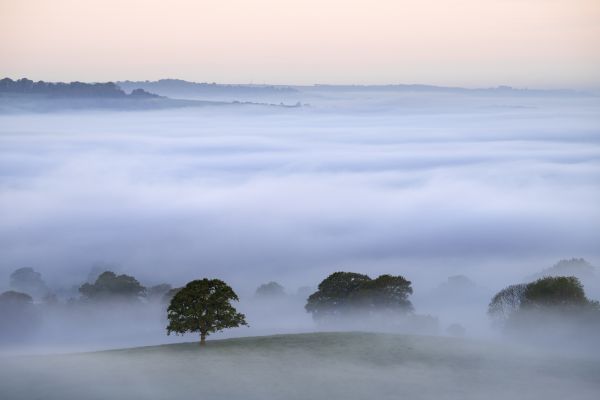 Trees in the fog, north Dorset