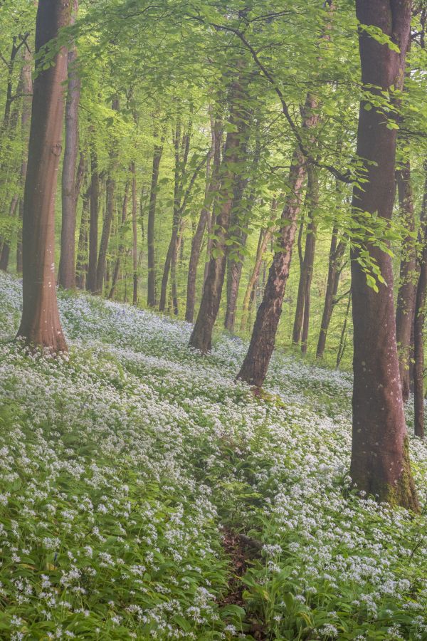 Morning Light, Wild Garlic Woods