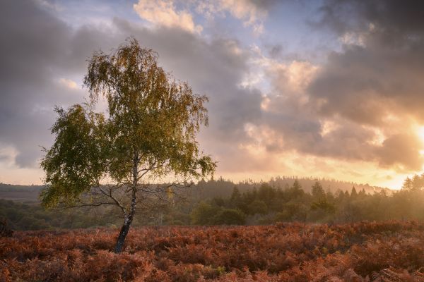 Sunrise, Mogshade Hill, New Forest 