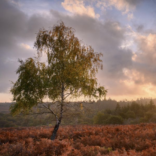 Autumnal New Forest