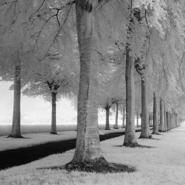 Black and White Infrared