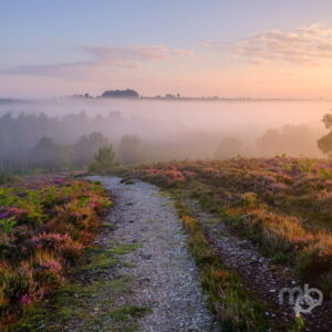 Mark Bauer Photography | LD019 Rockford Common, New Forest