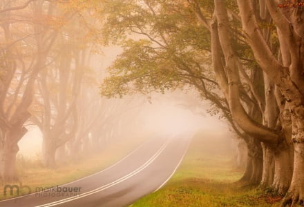 Mark Bauer Photography | ND015 Foggy morning, Kingston Lacy, Beech Avenue 1
