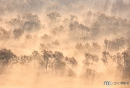 Mark Bauer Photography | Misty Trees, Skadar National Park, Montenegro