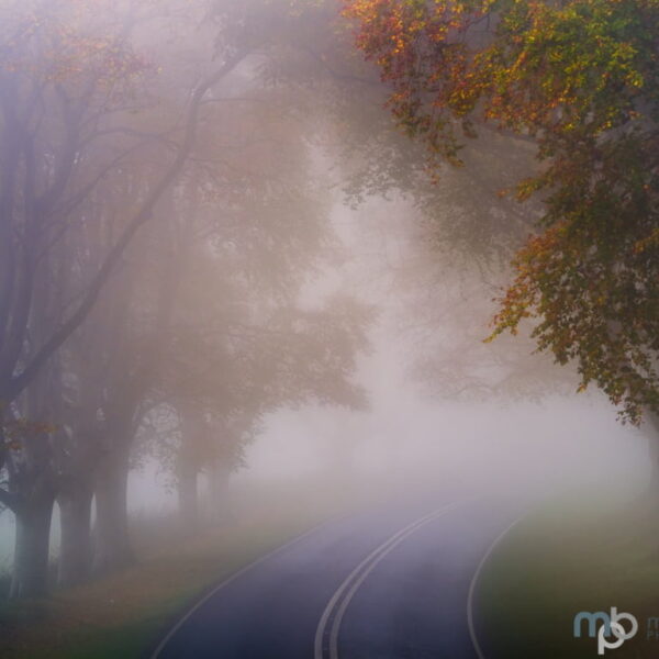 Mark Bauer Photography | A foggy morning, Kingston Lacy Beech Avenue #3