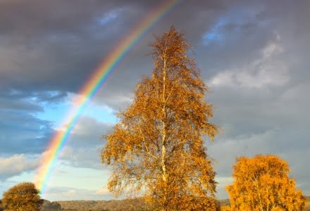 Mark Bauer Photography | Rainbow, Mogshade Hill, New Forest