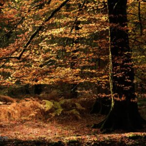 Mark Bauer Photography | Autumn Colours, Rhinefield, New Forest