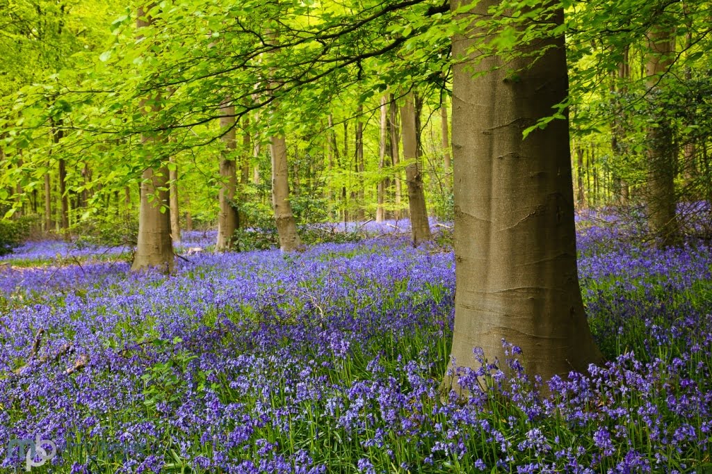 Bluebells, West Woods, Wiltshire