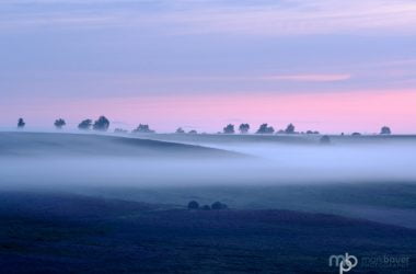 Mark Bauer Photography | Summer mist, Rockford Common, New Forest