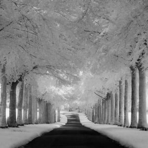 Mark Bauer Photography In The Field Photography Workshop - Black & White Infrared