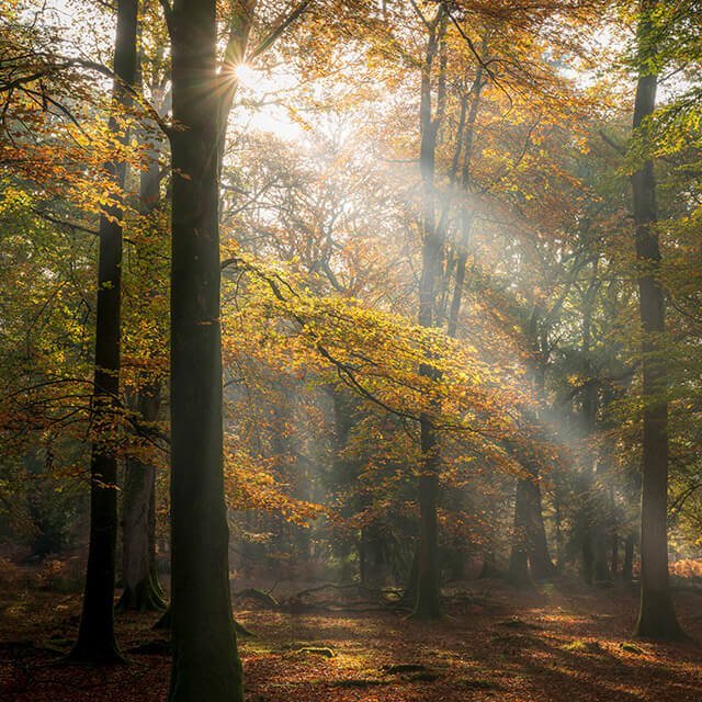 Mark Bauer Photography In The Field Photography Workshop - Autumnal New Forest