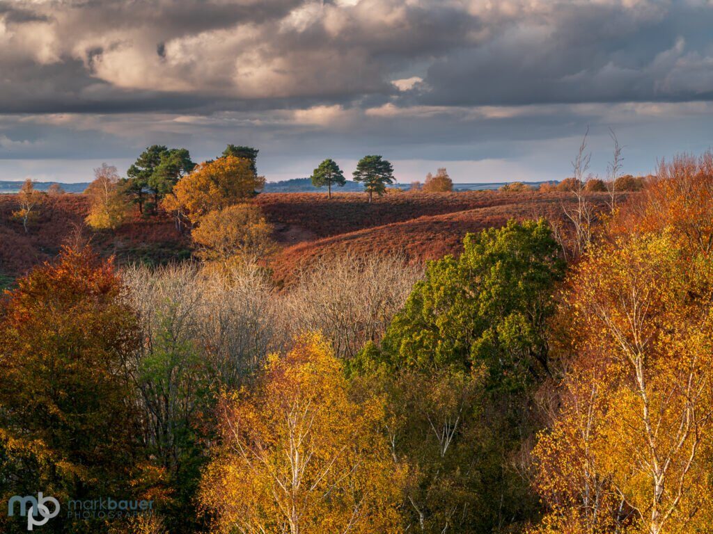 Mark Bauer Photography | Autumn Colours, Rockford Common, New Forest