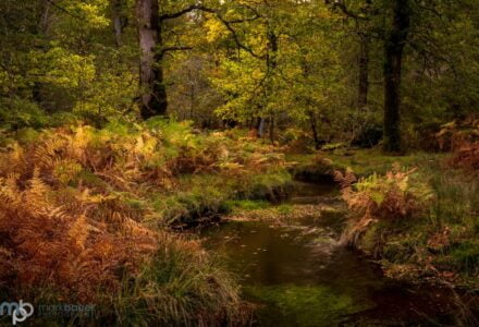 Mark Bauer Photography | Autumn Colours, Blackwater Stream, New Forest